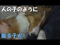 《シェルティ風太》人の子のように眠る子犬