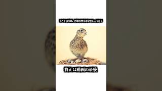 【寿命は1年半】ウズラ#雑学 #動物 #どうぶつ #ウズラ #うずら #うずら好きと繋がりたい #鳥 #都市伝説 #shorts