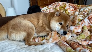 Shiba Inu, belly of tone is a bad day