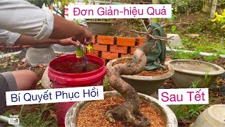 Cử 1 tháng 1…kích rễ mai sau khi chơi Tết