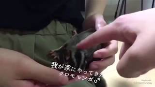 今日から我が家の一員モモンガ君♡【フクロモモンガ】【びすけ】Sugar glider