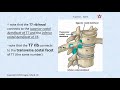 Thoracic Spine Anatomy: Part 2: