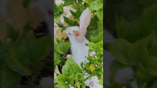 Cute rabbit 😍🐰#rabbit #animals #nature #lifestyle #viralvideo #subscribe #creative