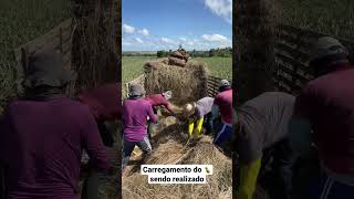 Carregamento do abacaxi em Alagoas