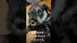 旺旺谷犬舍／雪納瑞