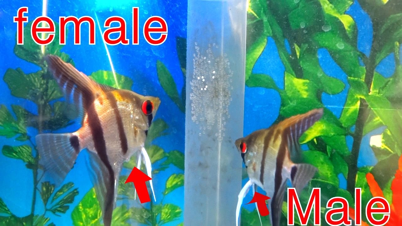 Angelfish Male Female Identification At Dennis Marquis Blog