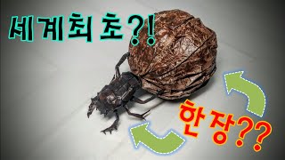 세계최초!! 한장접기 왕쇠똥구리!! 곤충 종이접기 / Origami Scarabaeus sacer time lapse 김영웅