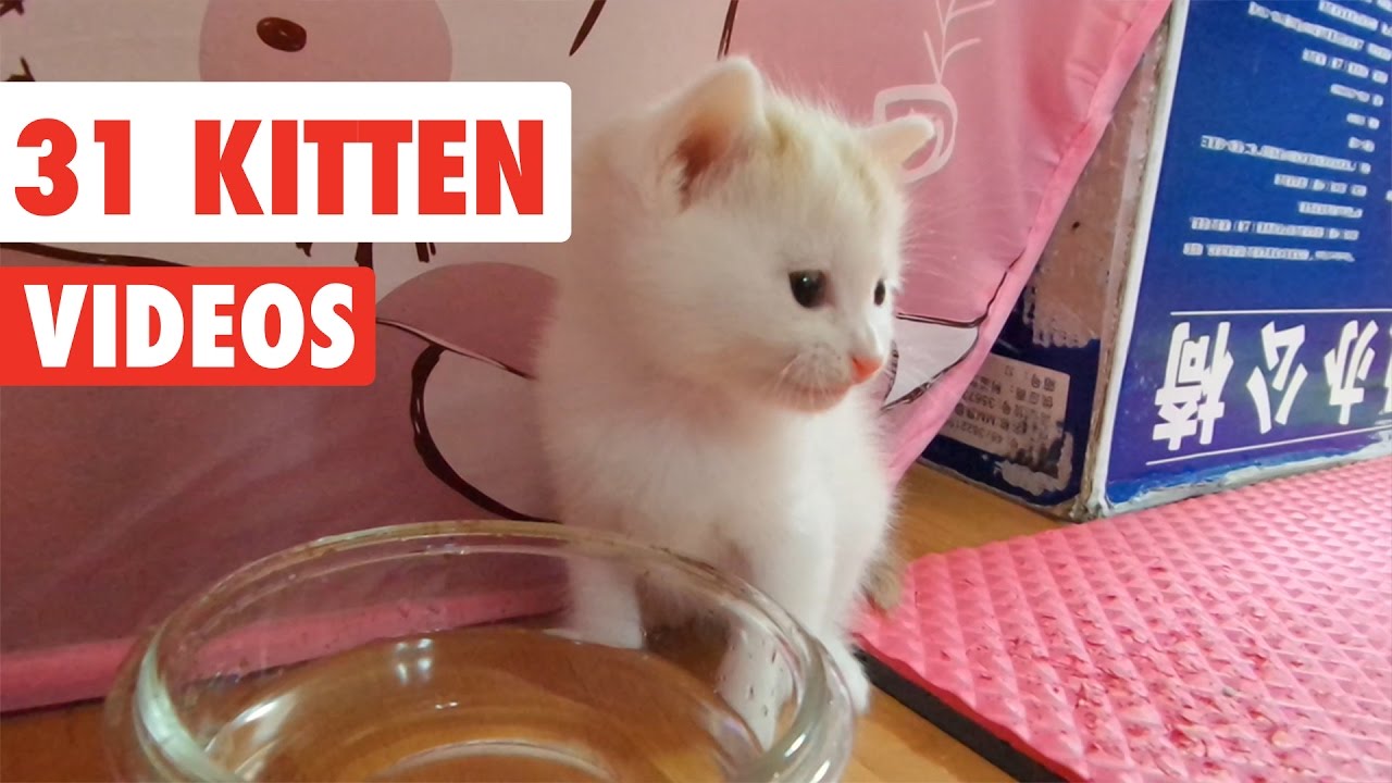 Funny Cute Kittens Videos