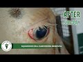 dclah services squamous cell carcinoma removal