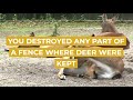 setting a snare for deer sydney criminal lawyers®