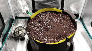 Growing Autoflowers | Ep.1 (Preparing Soil & Planting Seed)