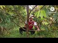 pruning@pemangkasan kali pertama durian musang king hitam supaya pokok membesar dgn.baik stabil