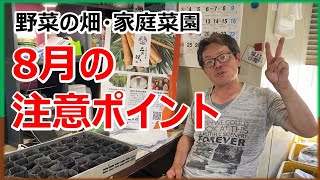 【８月の畑】農作業　家庭菜園　注意ポイント