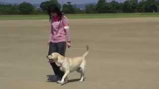 第38回　静岡県訓練王座競技大会　メイちゃん