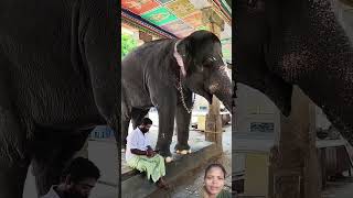 അയാളും മൊബൈൽ കണ്ടോണ്ടിരിക്കുമ്പോൾ🐘 ആന കാല പൊക്കി കൊടുക്കുന്നു അമൃത👌🏻🙏🏻🫶🏻