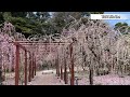 【mie tsu】walking at yuki shrine（weeping plum shrine festival etc）