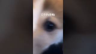 コーギー犬こりき3ヶ月🐶　おいでを覚えた日