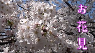 【お花見】板橋仲宿から王子飛鳥山公園まで 石神井川沿いをお花見散歩