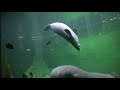 Wrocławskie Afrykarium | Africarium in Wroclaw Zoo - virtual trip