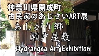 あしがり郷 「瀬戸屋敷」2023古民家あじさいART展 神奈川県開成町 古き良き日本のたたずまいが満載です!  Hydrangea Art Exhibition in japan.