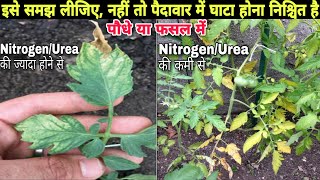 Nitrogen Deficiency vs Nitrogen Toxicity in Plants and vegetable crops Hindi