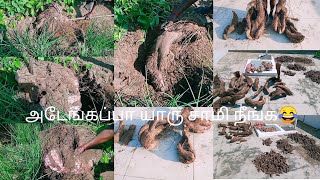 💥தை மாதத்தின் தரமான அறுவடை 😊🌿 பராம்பரிய கிழங்குகள் .my garden harvesting video.