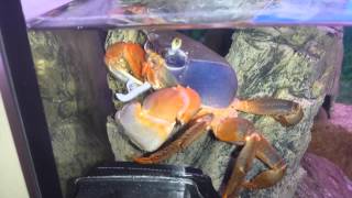 Krab tęczowy  rainbow  crab  heniek żarłok