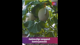 ដំណាំតាសក់ផ្អែម ងាយស្រួលដាំ និងឆាប់ទទួលបានផល