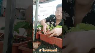 ไหลสตรอเบอรี่ ชำไหลสตอเบอรี่ ปลูกสตรอเบอรี่จากไหล