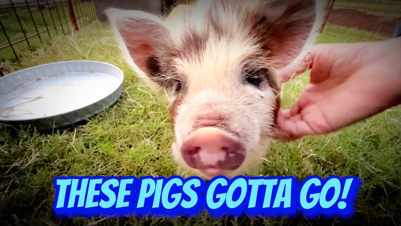 The Kunekune Pigs Have To Go! - YouTube