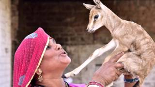 The Bishnoi mothers  of Rajasthan who use their own breast milk to rear wild fawns