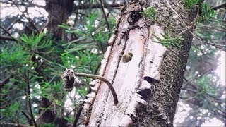 五色鳥育雛 ---  雨中孤獨的三寶     (台北植物園, 2019年7月2日)