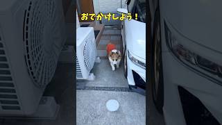 お出かけしよう！車までちゃんと1人で行けるコーギー　#corgi #dog #コーギー #コーギーのいる暮らし