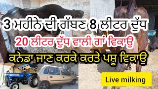 3 ਮਹੀਨੇ ਦੀ ਗੱਬਣ ਝੋਟੀ ਵਿਕਾਉ 8ਲੀਟਰ ਦੁੱਧ/20 ਲੀਟਰ ਲੀਟਰ ਦੁੱਧ ਵਾਲੀ ਗਾਂ ਸਸਤੇ ਭਾਅ ਵਿਚ ਵਿਕਾਉ/zen ਕਾਰ ਵਿਕਾਉ