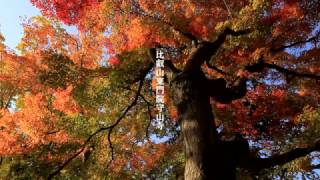 紅葉の比叡山東門院守山寺　紅葉2016　滋賀県守山市