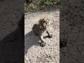 himalayan leopard baby at distt mandi himachal pradesh