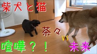 保護犬ミクVS先住猫の茶々「 ミクの思いは一方通行。」