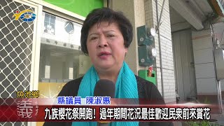 20210202 民議新聞 九族櫻花祭開跑！過年期間花況最佳歡迎民眾前來賞花(縣議員 陳淑惠)