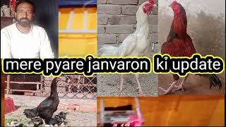 mery pyare jaanwaar