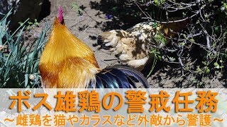 ボス雄鶏の警戒任務～遊ぶ若雌鶏を猫やカラスなど外敵から警護～