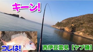 NO.114 西伊豆雲見【ヤブ磯】一年前良い思いした磯に行ってみました 2024年3月中旬