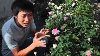 天狼说月季 伊芙索菲亚 高清