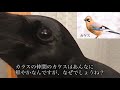 第32回白いカラスちゃんねる　カラスのウソ？ホント？