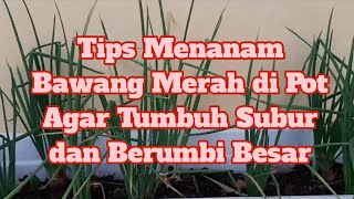 Tips Menanam Bawang Merah di Pot Agar Cepat Tumbuh Subur dan Umbinya besar#kebunrooftop