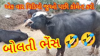 બોલતી ભેંસ / કદાચ આવી ભેંસ તમે નહીં જોઈ હોય / ઈન્ડિયન વિલેજ ગુજરાત લાઈફ  #indian #village