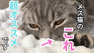 【ねこ初心者】メス猫を飼う際のメリット5選