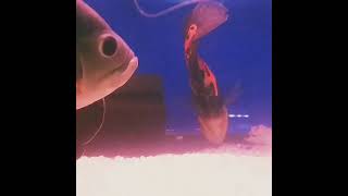 oscar fish | aquariumfish |ocean life| aquarium love | marine fish