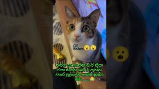 cat # තරහ කරගන්න බැරි නිසා එයාගෙ බොරු ඇත්ත වගේ අහන් ඉන්න මම 😑😑 😼😼😼 #shorts #funny 😹