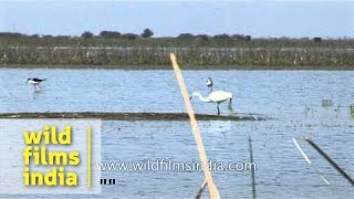 Black-winged Stilt, Brahminy and Median Egret