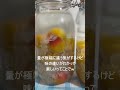 人生で初めて梅酒を漬けてみた結果 shorts